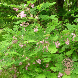 Ružičasti bagrem (⁠Robinia hispida)