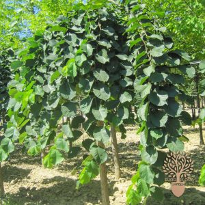 ⁠Padajući brest (Ulmus Glabra pendula)