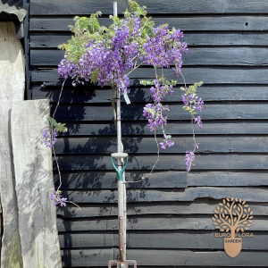 Plava kisa ⁠(Wisteria sinesis)