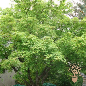 Zeleni javor (acer palmatum)