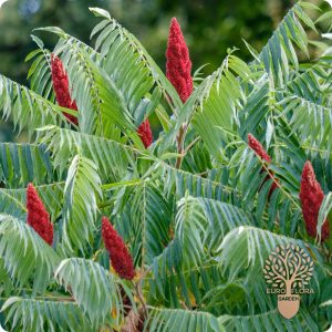 ⁠Kiseli ruj (rhus typhina)