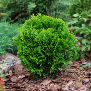 ⁠Thuja Danica
